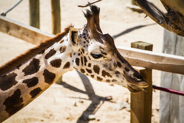 Giraffa, schöne Giraffe in einem Zoopark