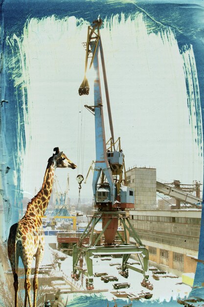 Foto giraffe abenteuer in der stadt laden von hafenkranen