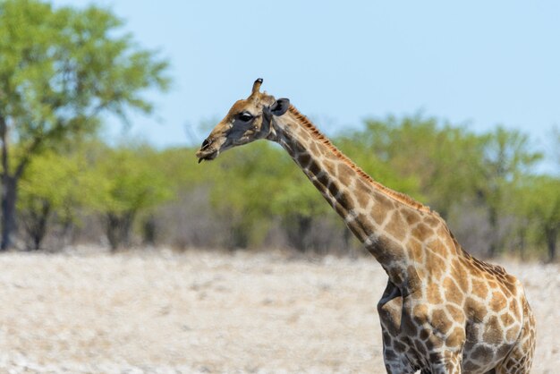 Giraffe am Wasserloch in der afrikanischen Savanne