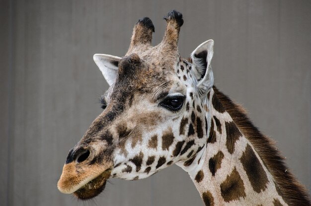 Foto giraffe auf der suche