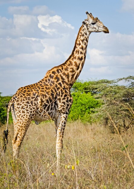 Foto giraffe auf einem feld