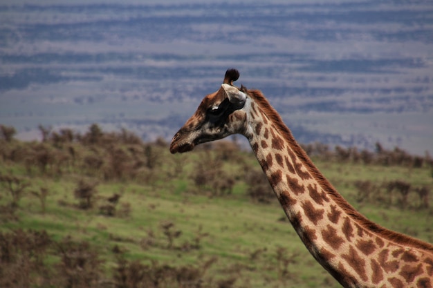 Giraffe auf Safari in Kenia und Tansania, Afrika