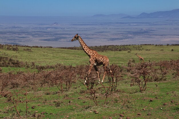 Giraffe auf Safari in Kenia und Tansania, Afrika