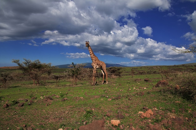 Giraffe auf Safari in Kenia und Tansania, Afrika