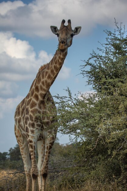 Giraffe auf Safari Wild Drive Krüger Nationalpark Südafrika