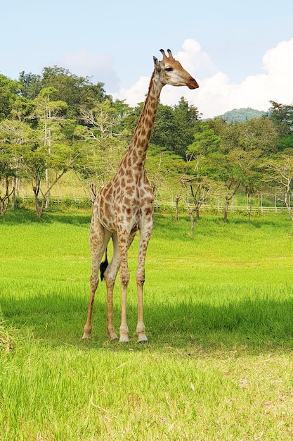 Giraffe aus Afrika im Zoo am Singha Park Chiang Rai Thailand