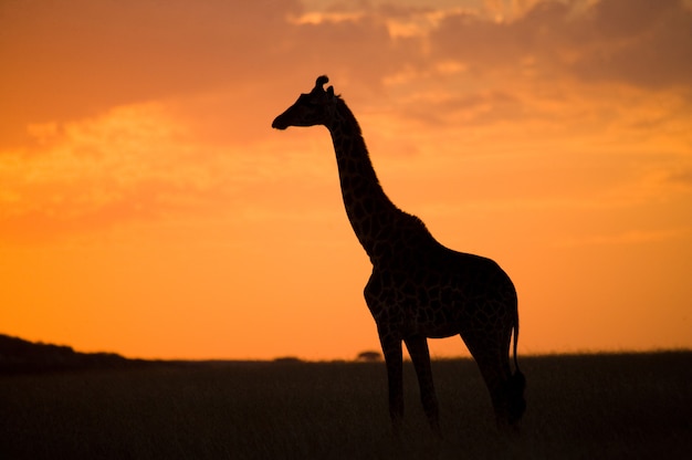 Giraffe bei Sonnenuntergang in der Savanne.