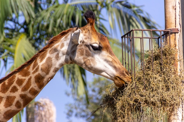 Giraffe, die auf einen Baum in Santa Catarina einzieht.