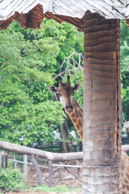 Giraffe, die hinter dem Baum betrachtet die Kamera steht.