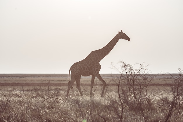 Giraffe, die in den Busch auf der Wüstenwanne geht. Wildlife Safari im Etosha National Park.