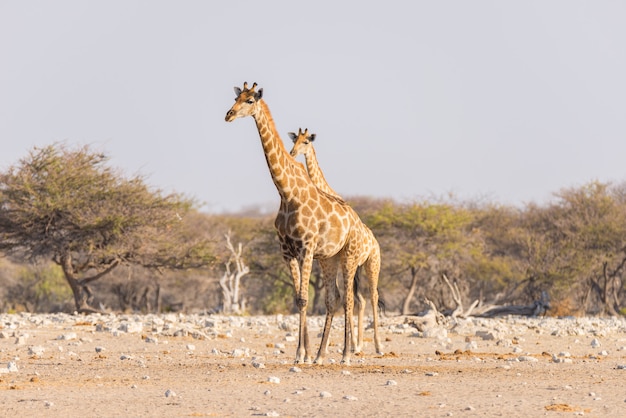 Giraffe, die in den Busch auf der Wüstenwanne geht.