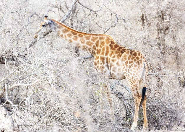 Giraffe, die Zweige in trockenen Wäldern isst