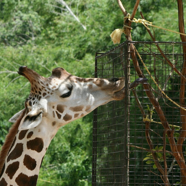Foto giraffe frisst pflanzen durch einen zaun an einem sonnigen tag
