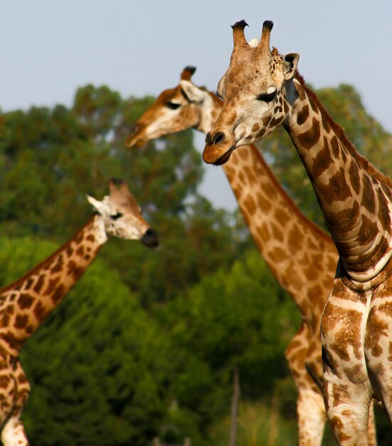 Foto giraffe gegen bäume