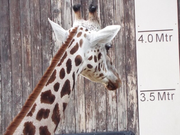 Foto giraffe gegen eine holzmauer im zoo