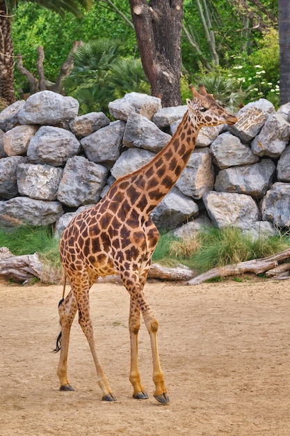 Foto giraffe giraffe beim gehen