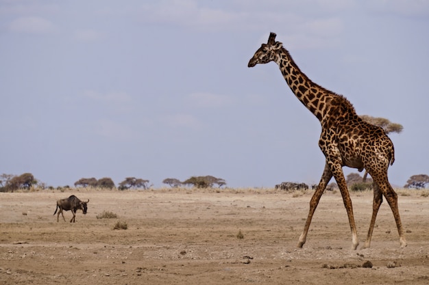 Giraffe im Amboseli Nationalpark - Kenia