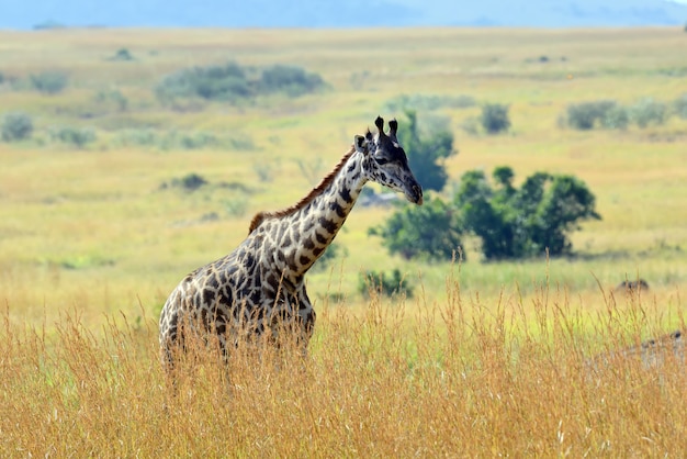 Giraffe im Nationalpark von Kenia