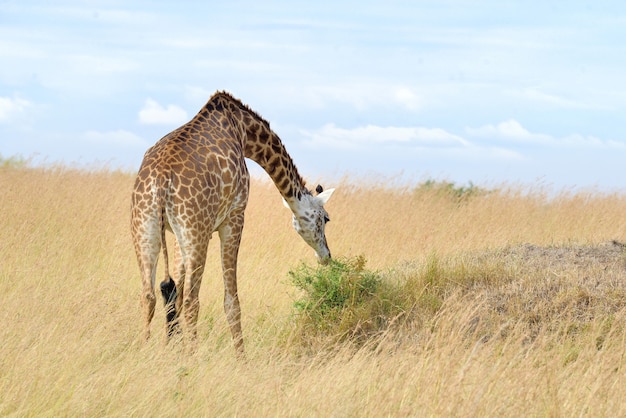 Giraffe im Nationalpark von Kenia