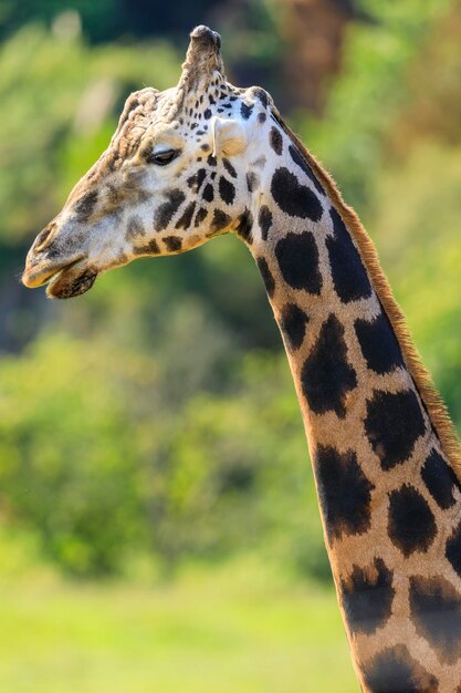 Giraffe im Naturpark Cabarceno Spanien