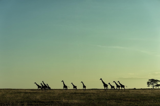 Foto giraffe im safaripark in afrika