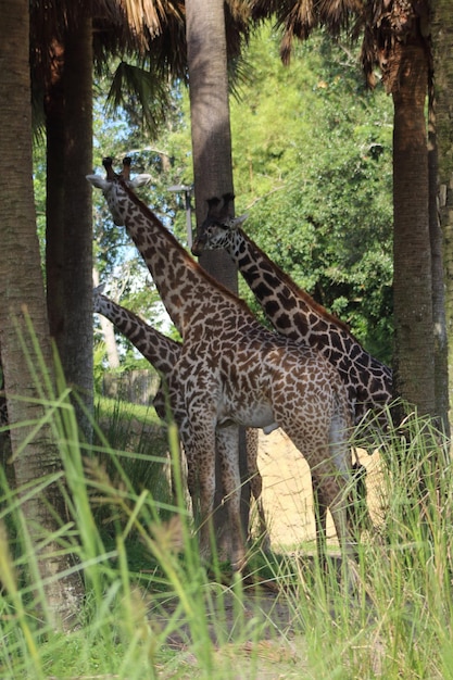 Foto giraffe im wald