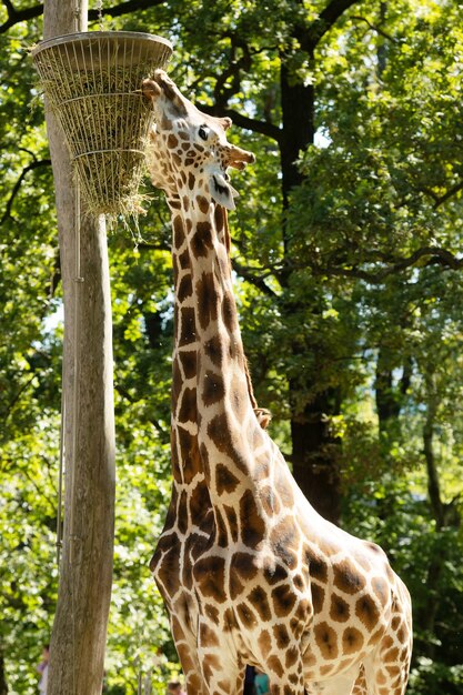 Giraffe im Zoo Giraffen fressen beim Spaziergang im Zoo