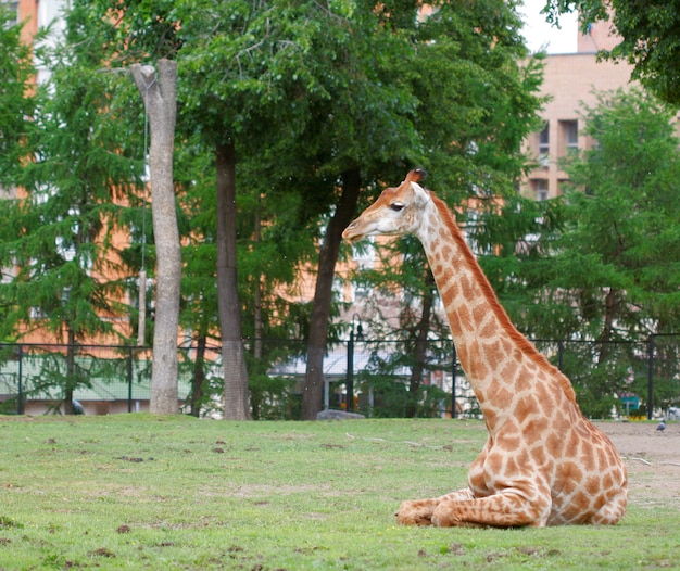 Giraffe im Zoo