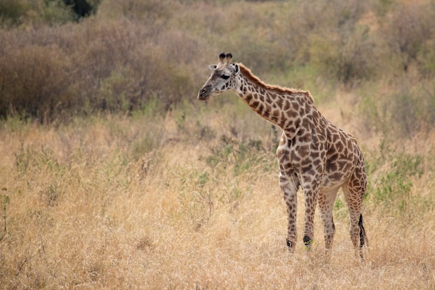 Giraffe in der afrikanischen Savanne im ersten Licht eines sonnigen Sommertages