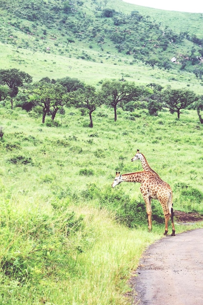 Foto giraffe in der landschaft