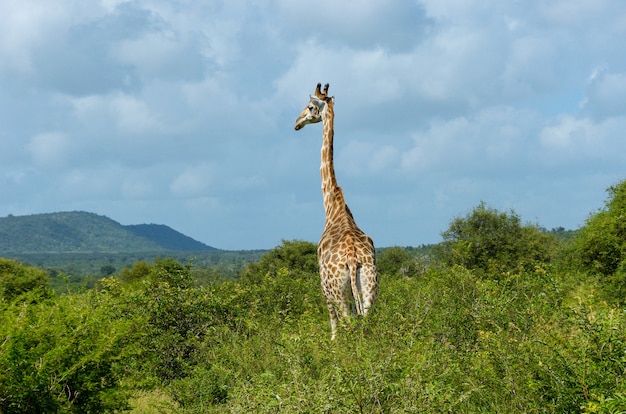 Giraffe in der Savanne, Krüger-Nationalpark, Südafrika