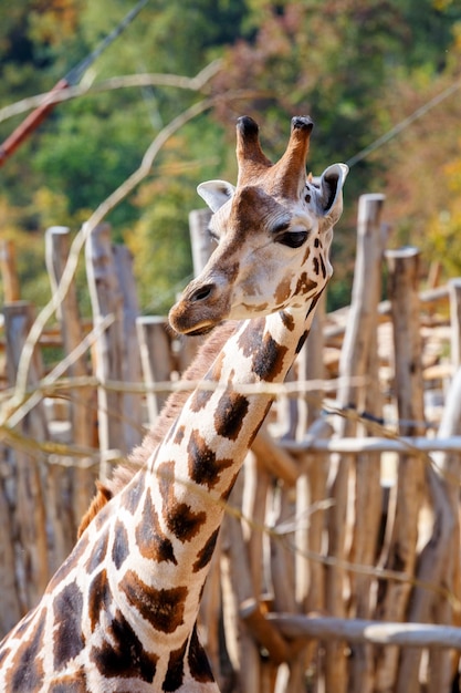 Foto giraffe in einem zoo