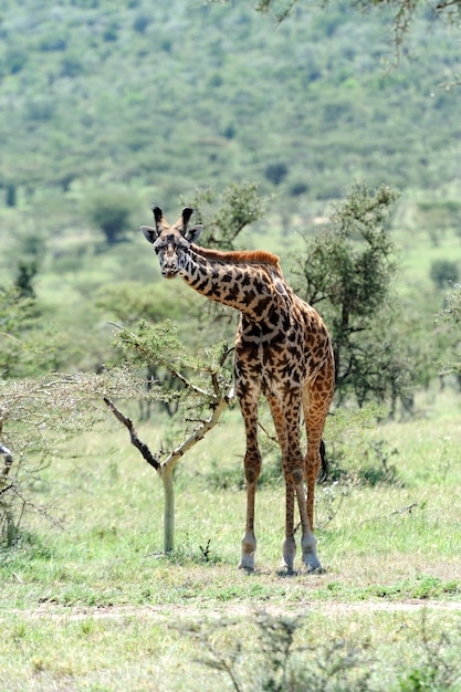 Giraffe in freier Wildbahn. Afrika, Kenia