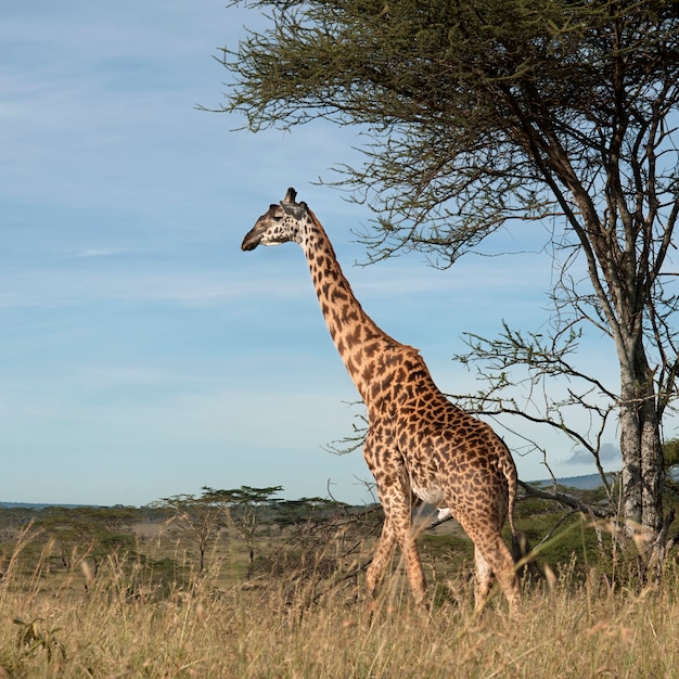 Giraffe in freier Wildbahn