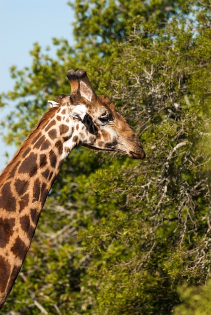 Giraffe Kruger National Park África do Sul