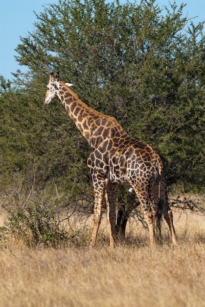 Giraffe Kruger National Park África do Sul