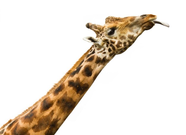 Giraffe leckt isoliertxA