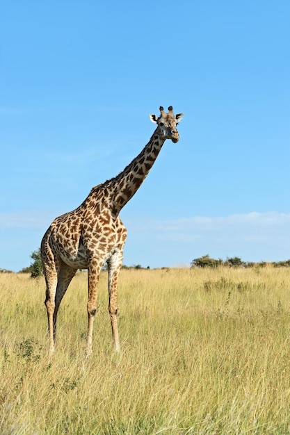 Giraffe Masai Mara Nationalpark in Kenia