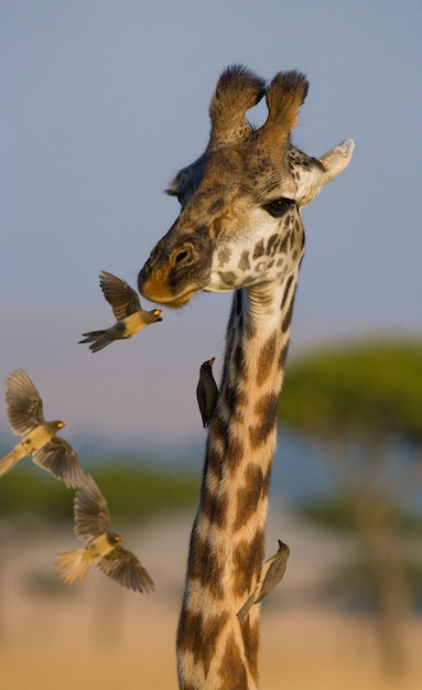 Giraffe mit Vögeln hautnah