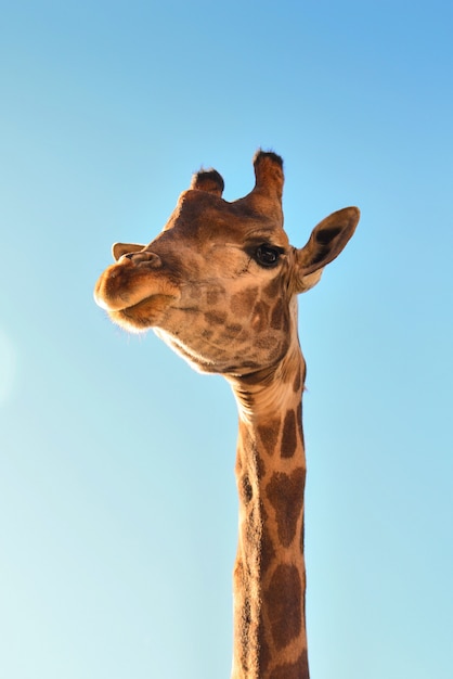 Giraffe nah oben gegen einen blauen Himmel