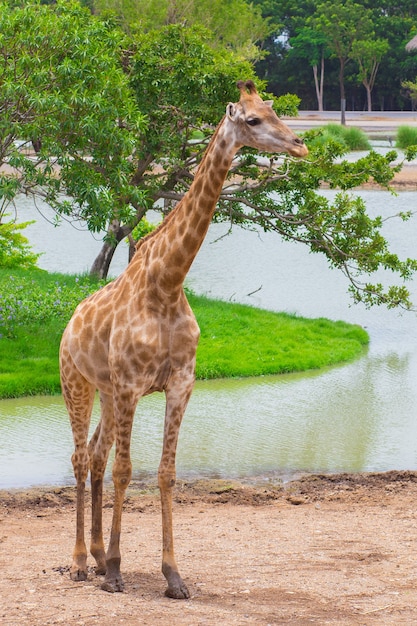 Foto giraffe steht auf dem boden mit grün von baum und fluss als hintergrund.