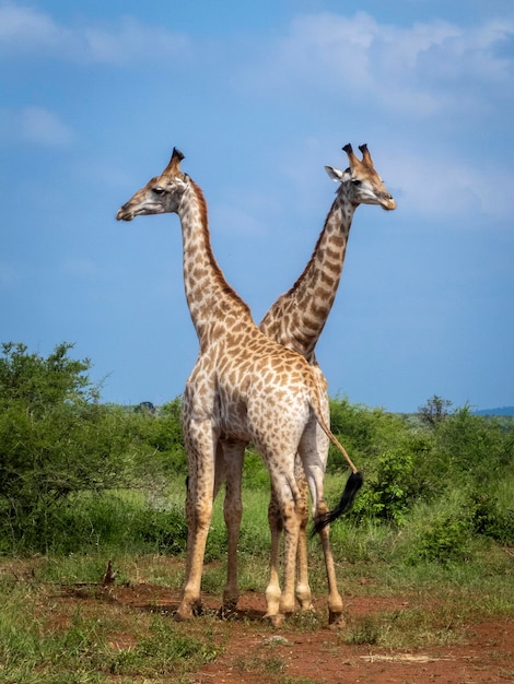 Foto giraffe steht auf dem feld gegen den himmel