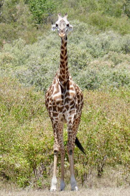 Foto giraffe steht auf dem gras