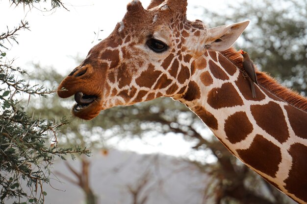 Giraffe und Rotschnabel-Madenhacker in der afrikanischen Savanne