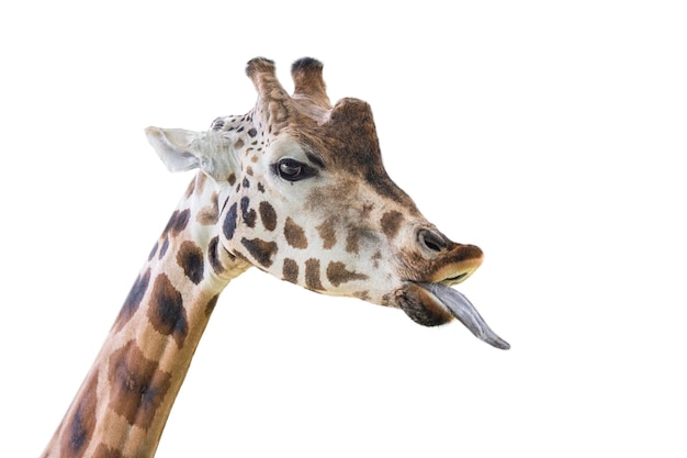 Giraffe zeigt eine lange Zunge Lustige Giraffe isoliert auf weißem Hintergrund Nahaufnahme des Kopfes einer Giraffe mit heraushängender Zunge