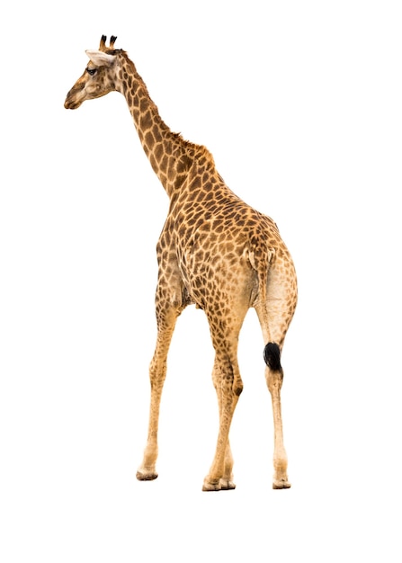 Foto giraffe zugewandte seite, isolated on white