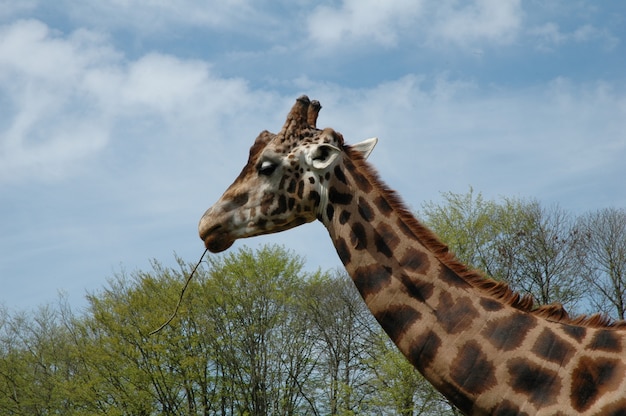 Giraffe