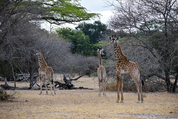 Foto giraffen auf dem feld