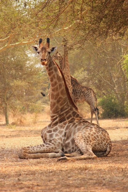 Foto giraffen auf dem feld