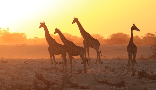 Giraffen auf Sand gegen den Himmel beim Sonnenuntergang